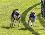 Dogobundi Basenji Th. Ernst (35)